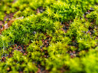 Close-up of northern moss and lichen, a beautiful combination of textures and colors reflecting the unique flora of the Arctic