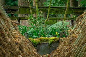 Old metal roof covered with leaves and needles of coniferous trees in the forest, green ferns © Adam