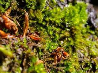 Close-up of northern moss and lichen, a beautiful combination of textures and colors reflecting the unique flora of the Arctic