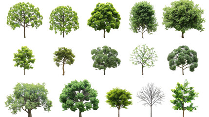 Diverse Collection of Lush Trees Showcasing Varied Foliage Styles in Natural Harmony