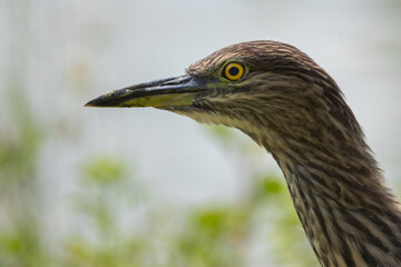 GIOVANE DI NITTICORA OASI NATURALISTICA DI TORRILE E TRECASALI