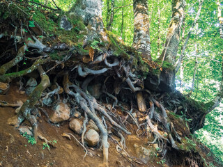 The powerful and beautiful root system of trees, gracefully intertwined in the ground, symbolizing the strength and sustainability of nature