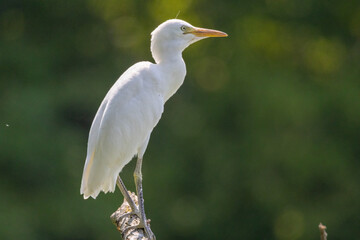 GIOVANE DI AIRONE GUARDABUOI OASI NATURALISTICA DI TORRILE E TRECASALI