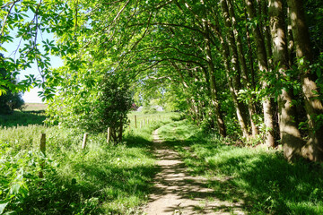 Waldweg und Wanderweg in der Normandie, ganz in der Nähe des berühmten Strandes von Etretat