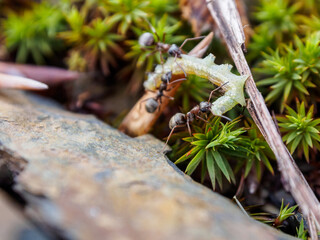 Ants working in a community demonstrate organization and diligence in finding food for the colony