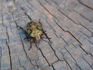 A close-up view of the bedbug with detailed textures and vibrant colors, highlighting its uniqueness and natural beauty