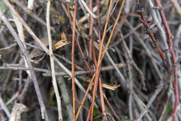 The image shows a close-up of a tangle of thin, dry branches in various shades of brown and gray, creating an intricate natural pattern.