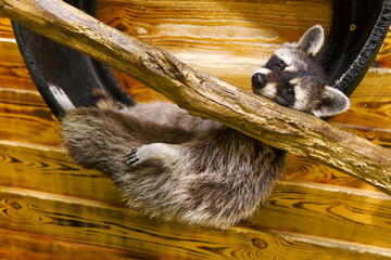 A raccoon lounges comfortably on a tree branch, its body draped over the wood in a relaxed pose. 