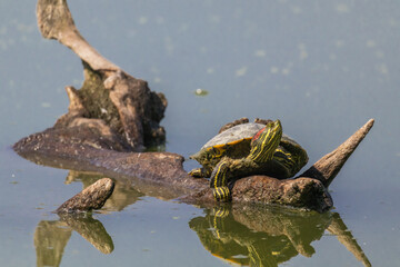 TARTARUGA DALLE ORECCHIE ROSSE OASI NATURALISTICA DI TORRILE E TRECASALI