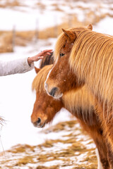 Petting a brown horse with your hand in the cold winter with snow in Iceland, Icelandic horse