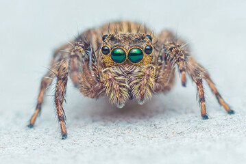 Jumping spider on cement floor.