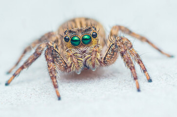 Jumping spider on cement floor.