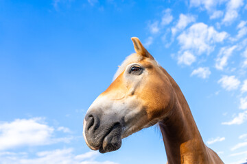 Fototapeta premium Portrait of a Palomino horse. Funny horse. Funny brown horse face with nose close up. 