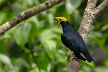 Golden-crested Myna - Ampeliceps coronatus, beautiful colored starling from Asian lowland forests and moist forests, India.