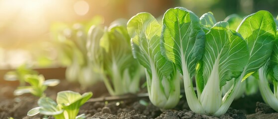 An exhilarating bok choy explosion with sunlight filtering through