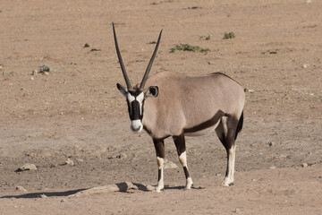 Gemsbok (Oryx gazella) at a waterhole in Kgalagadi reserve, South Africa