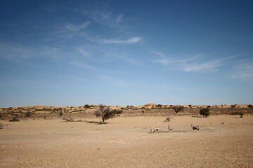 Dryriverbed in Kalahari, Kgalagadi Reserve, South Africa.