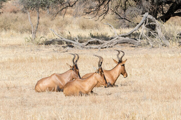 Red Hartebeest (Alcelaphus buselaphus caama) ina dry riverbed, Kgalagadi Reserve, South Africa