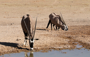 Gemsbok (Oryx gazella) portrait in the Kgalagadi Reserve, South Africa