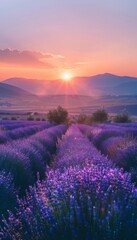 Landscape with violet lavender flower field at sunset. The enchanting beauty of Lavender Fields