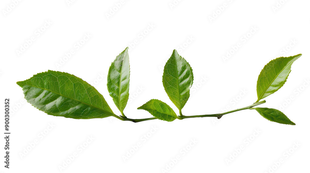 Wall mural fresh green tea leaves glistening in natural light on a white background