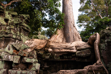 Angkor Thom, ancient temple ruins in Cambodia jungle with tree roots
