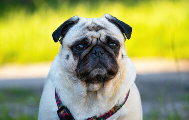 portret mopsa © Marek