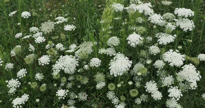 Clump of European wild carrot or queen anne's lace (Daucus carota) on robust hairy stems bearing small and dull white, clustered in flat, dense umbels
