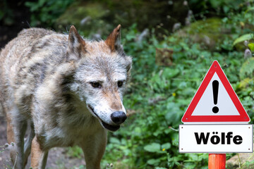Warning sign Wolf in Germany