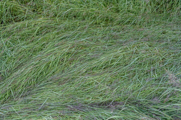 Potter Marsh Wildlife Viewing Boardwalk, Anchorage, Alaska. The Poaceae or Gramineae are the 
