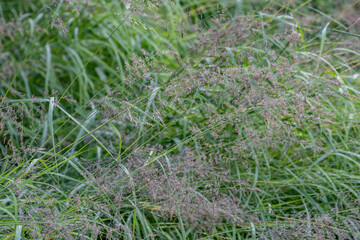 Potter Marsh Wildlife Viewing Boardwalk, Anchorage, Alaska. The Poaceae or Gramineae are the 