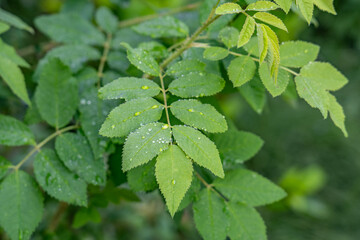 Actaea rubra, the red baneberry or chinaberry, is a poisonous herbaceous flowering plant in the family Ranunculaceae, native to North America.  , Potter Marsh Wildlife Viewing Boardwalk, Anchorage,