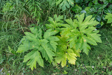 Potter Marsh Wildlife Viewing Boardwalk, Anchorage, Alaska. Heracleum maximum, cow parsnip, is the only member of the genus Heracleum native to North America. American cow-parsnip,Satan celery, 