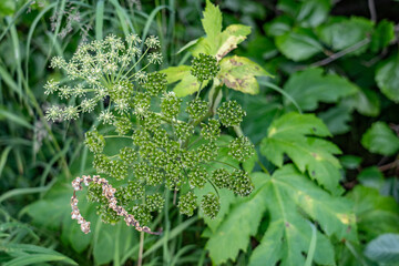 Potter Marsh Wildlife Viewing Boardwalk, Anchorage, Alaska. Heracleum maximum, cow parsnip, is the only member of the genus Heracleum native to North America. American cow-parsnip,Satan celery, 