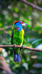 Fototapeta premium kingfisher on branch