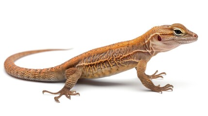 Naklejka premium gold lizard isolated on white background