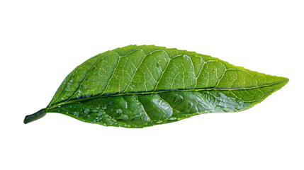 Lush Green Leaf Glistening With Water Droplets Under Soft Natural Light