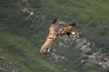 Wild Young golden eagle (Aquila chrysaetos) attacking a eurasian griffon vulture (Gyps fulvus) in flight against alpine meadows background. Wingspan size comparison. Italian Alps, Horizontal, July.