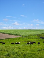 Fototapeta premium Green meadow with cows grazing under a blue sky and fluffy clouds in a rural countryside setting