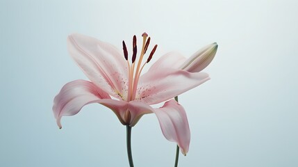 Obraz premium Pink Lily Blossom