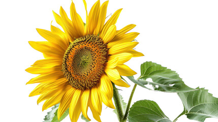 Fototapeta premium Vibrant Sunflower Blooming Under Bright Natural Light With Lush Green Leaves Surrounding It
