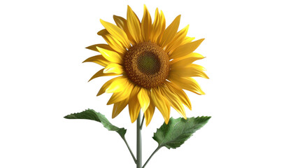 Radiant Sunflower Blooms Vividly Under Brilliant White Light in a Serene Indoor Setting