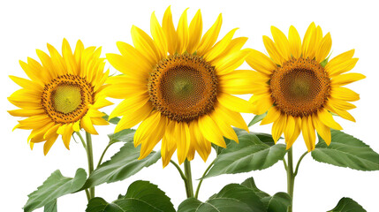 Vibrant Sunflowers Bathed in Sunshine Blooming Amid Lush Green Foliage in Summer Garden Setting