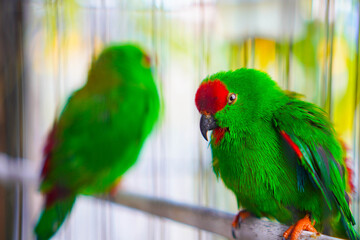Two caged hanging parrots, small birds native to the Indian continent and Southeast Asia, have a distinctive appearance with bright, mostly green feathers and short tails.