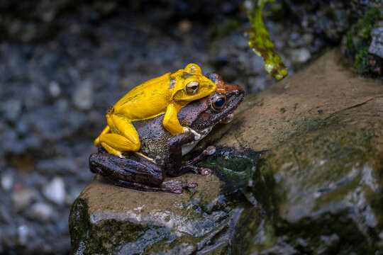 Buergeria robusta brown tree frog mating
