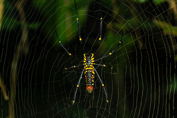 golden orb-web spider on a web close up macro 