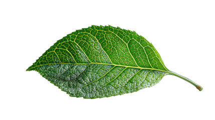 Obraz premium Lush Green Leaf Captured in Natural Light Against a White Background Showcasing Intricate Veins and Freshness of Nature