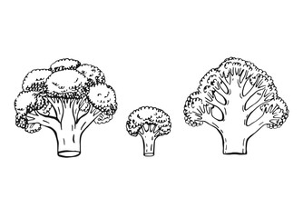 Set of broccoli. Hand drawn vector illustration in outline style.