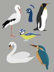 Collection of cute isolated bird vector illustration elements