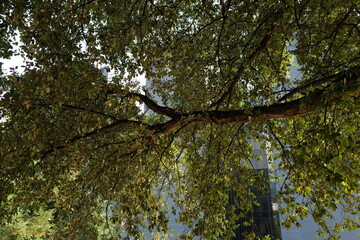 leaves on the tree